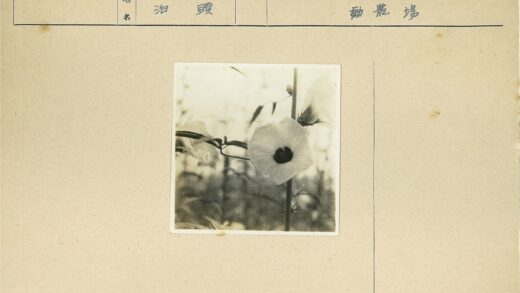暗蕊繁花户外朦胧特写.jpg