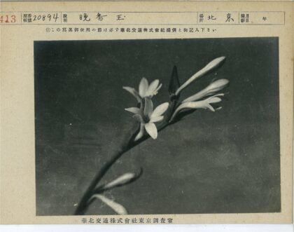 暗调花卉特写.jpg