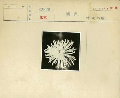 暗黑背景细长白花特写.jpg