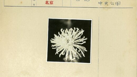 暗黑背景细长白花特写.jpg