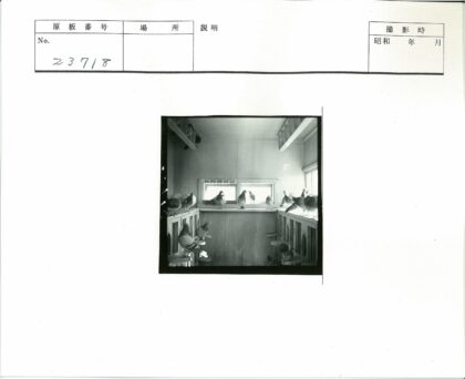 木制鸽舍自然光窗户鸽子栖息.jpg