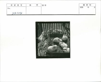 木围栏稻草上的毛茸茸兔子.jpg