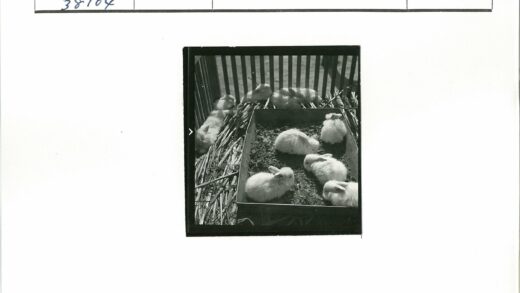 木围栏稻草上的毛茸茸兔子.jpg