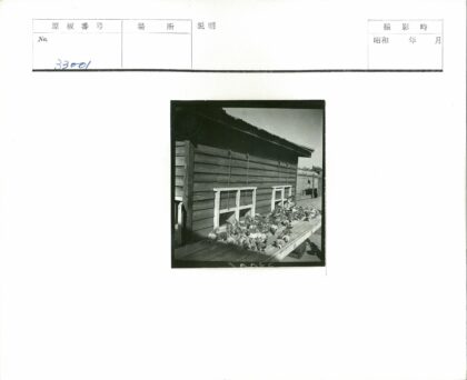 木屋窗前鸽子群聚.jpg