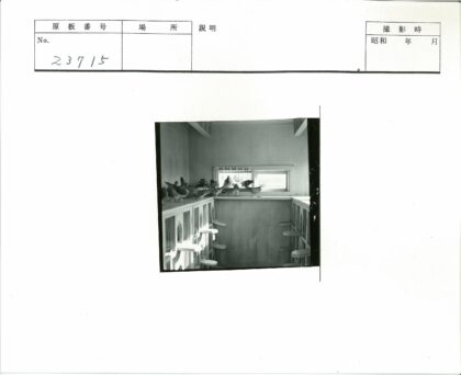 木笼鸽子栖木阳光透窗.jpg