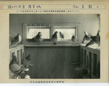 木质窗边栖息的鸽子.jpg