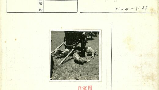 木车下草地小牛阳光日.jpg