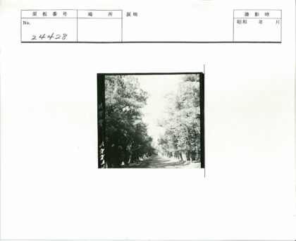 林荫土路晴空树叶.jpg
