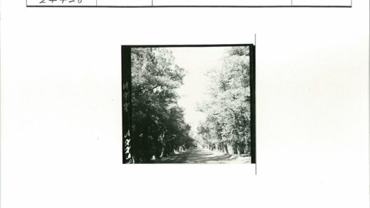 林荫土路晴空树叶.jpg