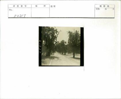 林荫大道晴空树影.jpg