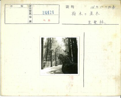 林荫石雕小路行人.jpg