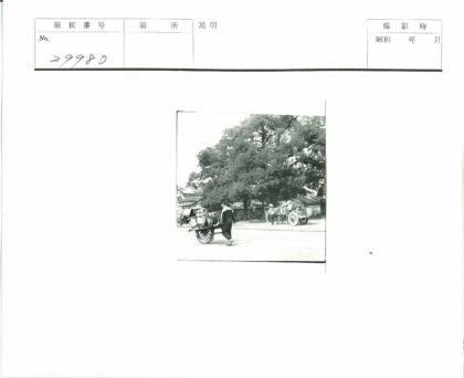 林荫道上的行人推车景象.jpg
