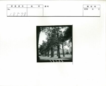 林荫道公园静谧风景.jpg