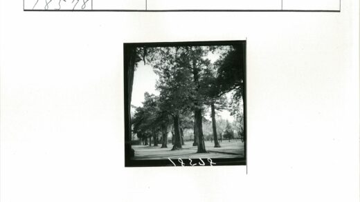 林荫道公园静谧风景.jpg