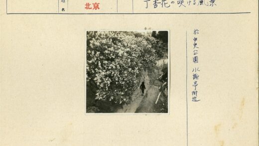林间石板小路花开时节.jpg