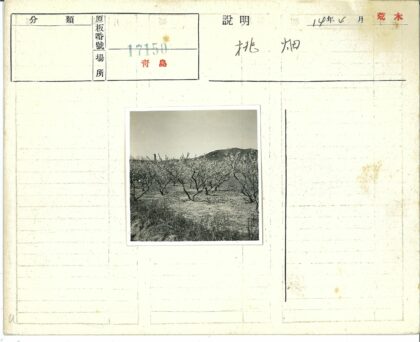 果园繁花映山塔.jpg