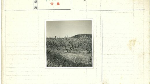 果园繁花映山塔.jpg