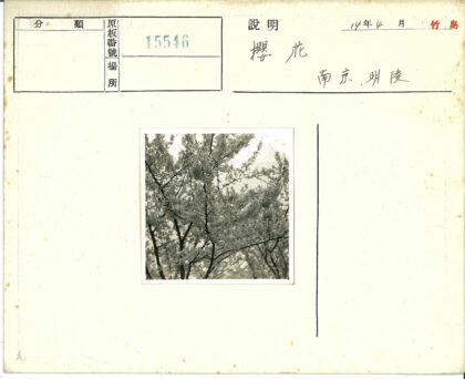 枝头含苞待放花朵黑白照.jpg