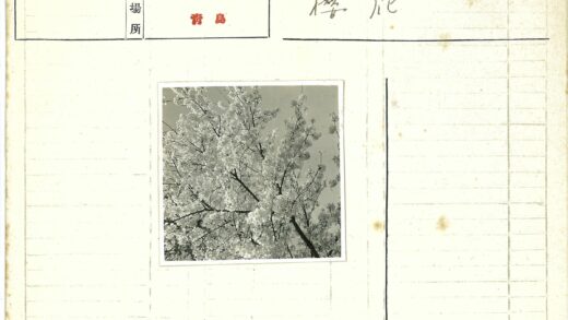枝头白花映晴空.jpg