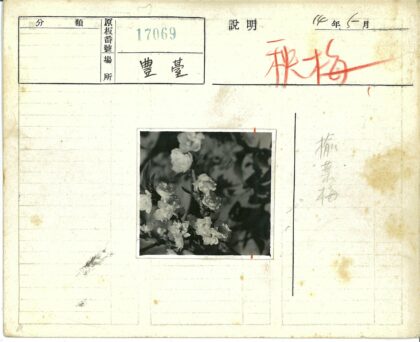 枝头花朵黑白特写.jpg