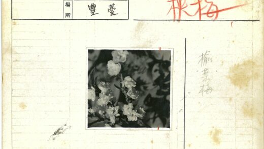枝头花朵黑白特写.jpg