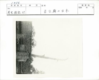 枯树与石标荒野风景.jpg