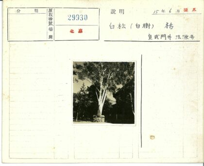 枯树盆栽与自然景观.jpg