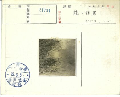 枯芦苇与树枝的土路.jpg