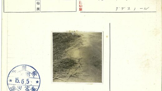 枯芦苇与树枝的土路.jpg