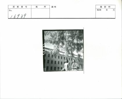 树下双姝与多层建筑.jpg