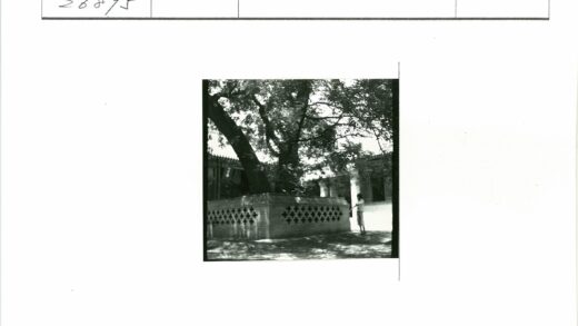 树下砖墙与建筑背景.jpg