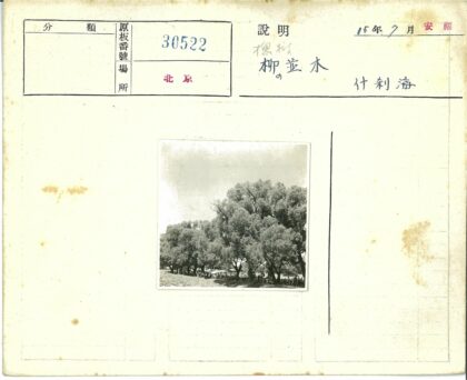 树下聚会的温馨时光.jpg
