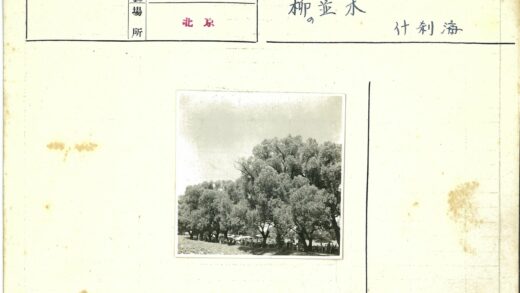 树下聚会的温馨时光.jpg