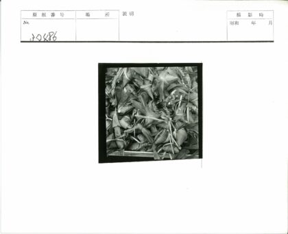 树叶捆扎包裹物品集合.jpg