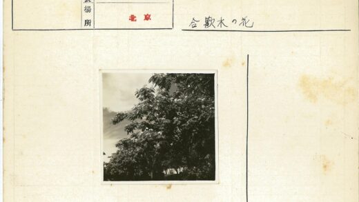 树木花朵多云天空黑白照.jpg