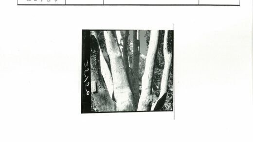 树林特写标志树干自然.jpg