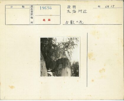 树枝上的松鼠或小鸟.jpg