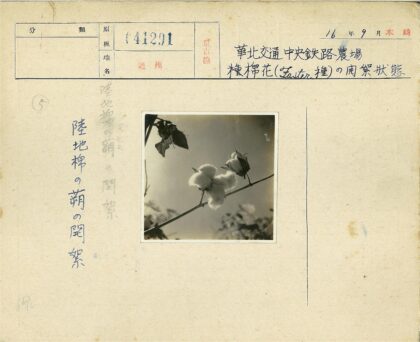 树枝棉铃蓝天特写.jpg