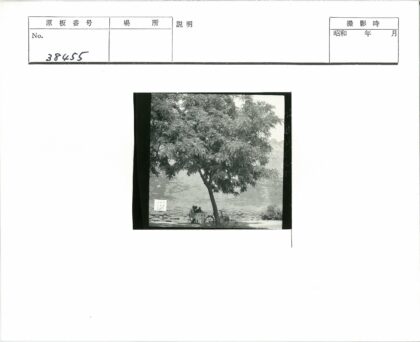 树荫下两人对坐自行车靠树旁.jpg