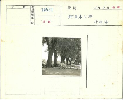 树荫下吃草的羊群.jpg