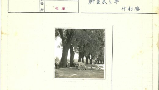 树荫下吃草的羊群.jpg