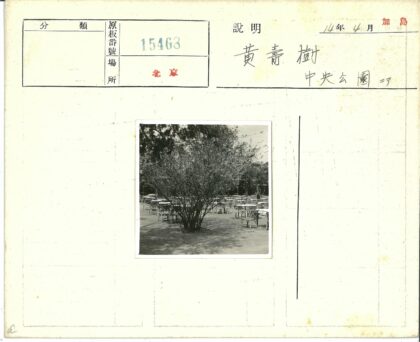 树荫下的户外休闲桌椅.jpg
