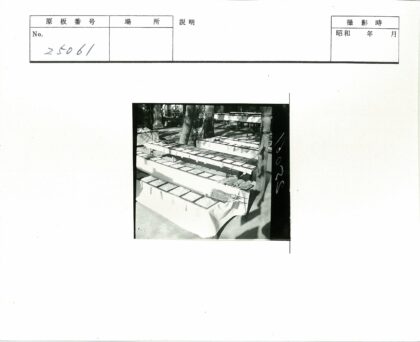 树荫下谷物农产品市场展示.jpg