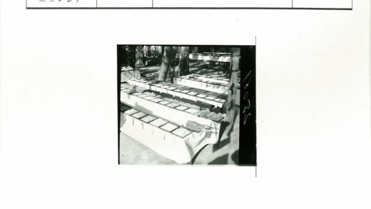 树荫下谷物农产品市场展示.jpg