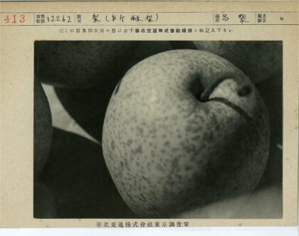 梨皮纹理与自然斑点特写.jpg
