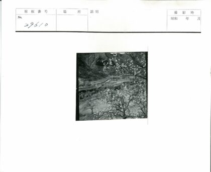 梯田花枝丘陵风光.jpg