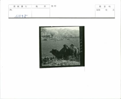 梯田骆驼与群山田野.jpg