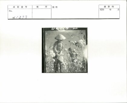 棉田劳作戴锥帽的农人.jpg