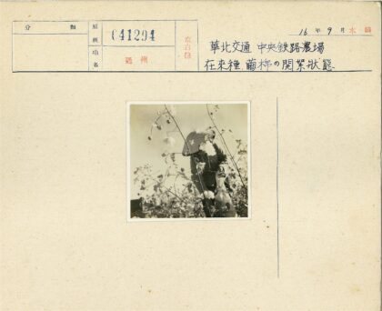 棉田采摘宽檐帽人.jpg