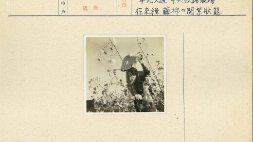 棉田采摘宽檐帽人.jpg
